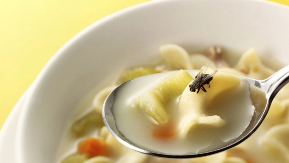 Mare atenție! Ce se întâmplă dacă o muscă îți atinge mâncarea