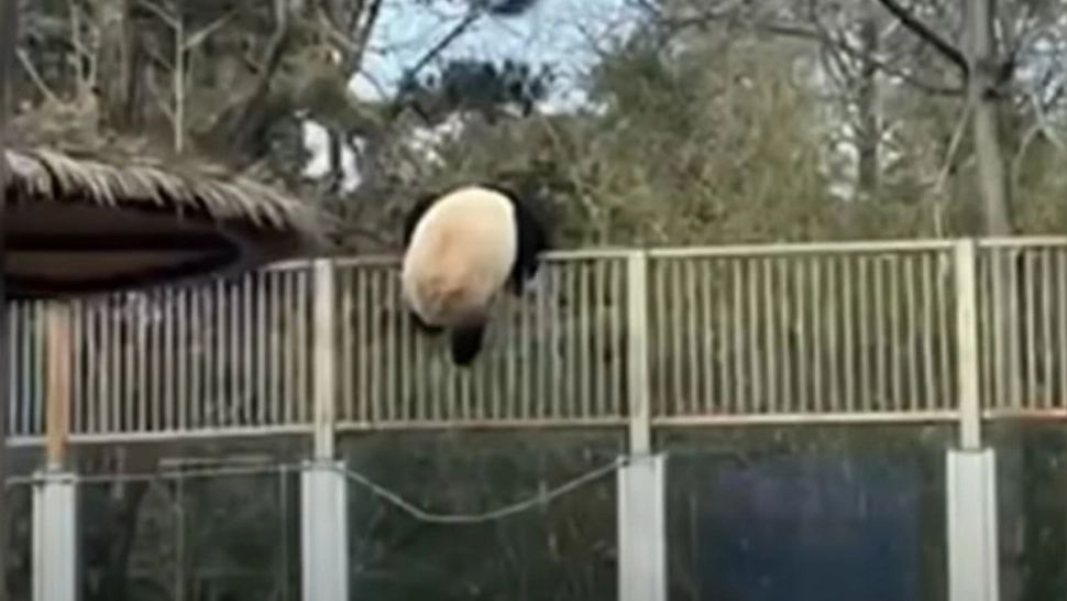 VIDEO | Un ursuleț Panda a evadat de la grădina zoologică din Beijing