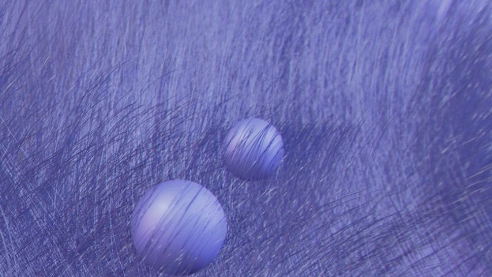 Culoarea anului 2022: Very Peri - cum au fost îmbinate albastru și roșu-violet - FOTO&VIDEO