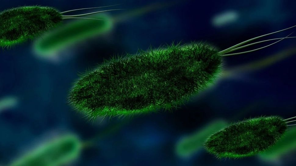 Cum scăpăm de paraziţii care "ne mănâncă de vii". Remediile alimentare perfecte