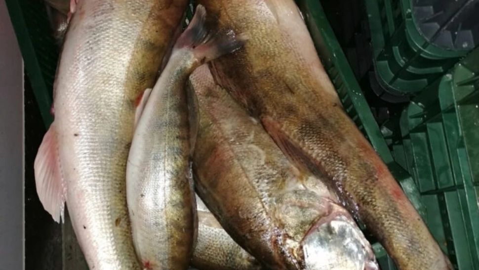 ALERTĂ sanitară la o fermă piscicolă din Buzău: 90.000 de pești au murit  