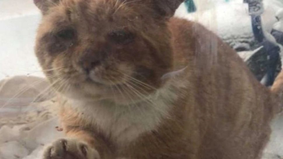 O pisică înghețată și plină de răni a bătut în geamul unei femei, cu ultimele puteri. Ce a urmat depășește orice imaginație! - FOTO