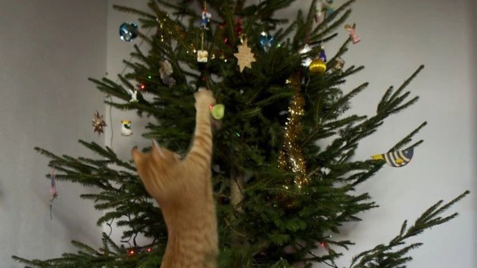 VIDEO - Pisica le-a salvat viața - Ce se ascundea în pomul de Crăciun pe care tocmai îl băgaseră în casă - Avertismentul pentru cei care cumpără brad natural