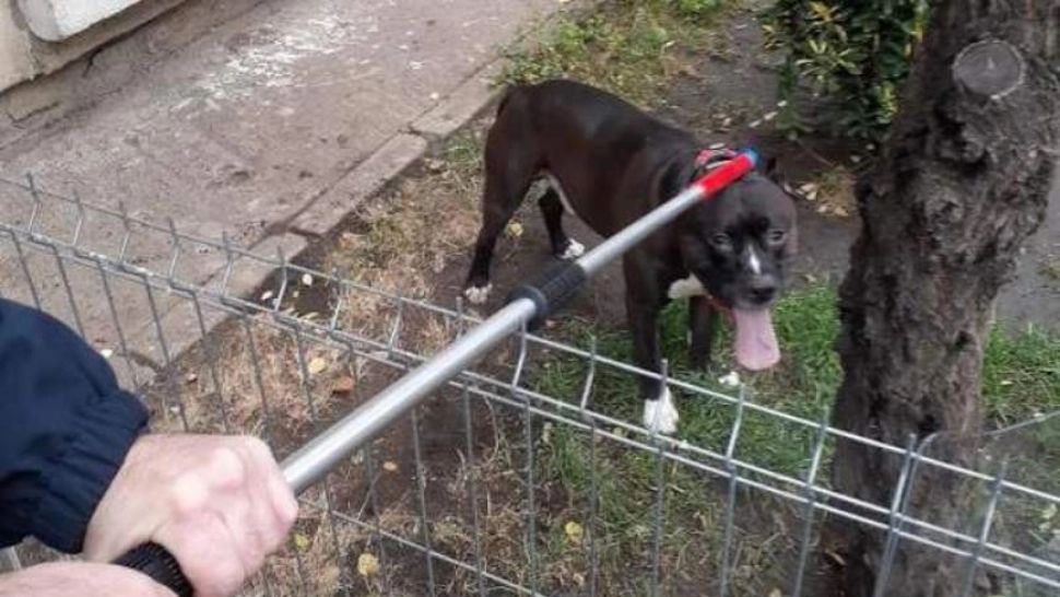 ȘOCANT Bătrână din Galați, cu probleme locomotorii, atacată de pitbull-ul nepotului. Cine a salvat-o