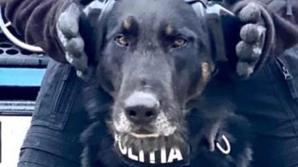 FOTO Mesaj al Poliției. Nu transformați Sărbătorile într-un coșmar pentru animalele de companie