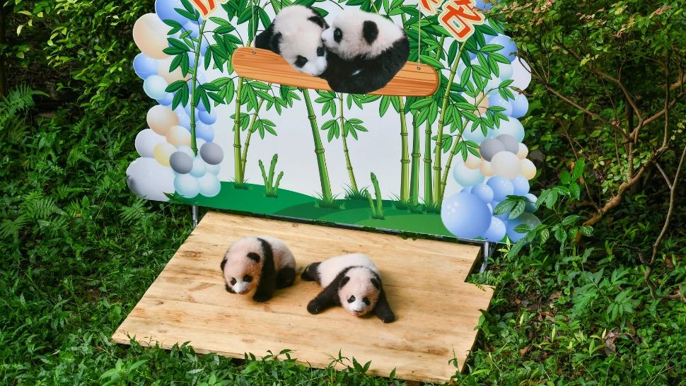 2 pui gemeni de panda uriași, prezentați publicului, la o grădină zoologică din China - imagini INCREDIBILE 