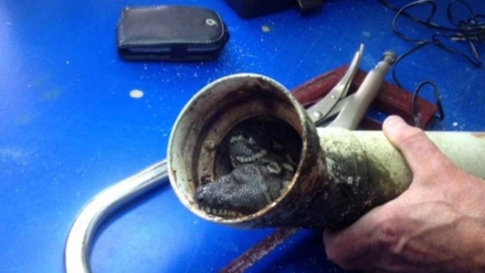 Au fost chemaţi să schimbe o ţeavă înfundată, în baie. Când au tăiat-o, le-a îngheţat sângele. Ce au găsit acolo - FOTO