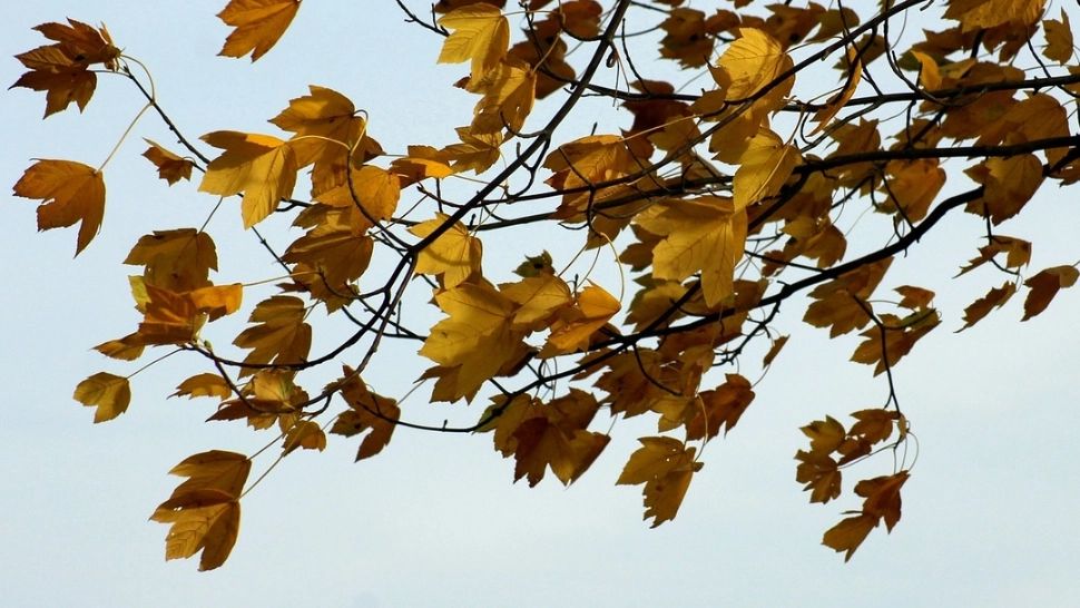 Alertă meteo: cod galben de fenomene meteo periculoase - vânt puternic