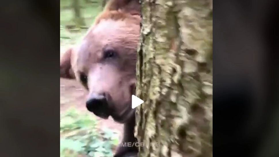 VIDEO - Imagini virale cu "atacul" unui urs - A apărut din spatele unui pom și l-a surprins pe un turist