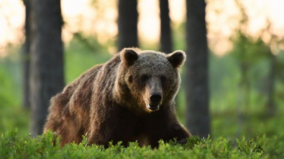 Guvernul dă liber la împușcarea urșilor