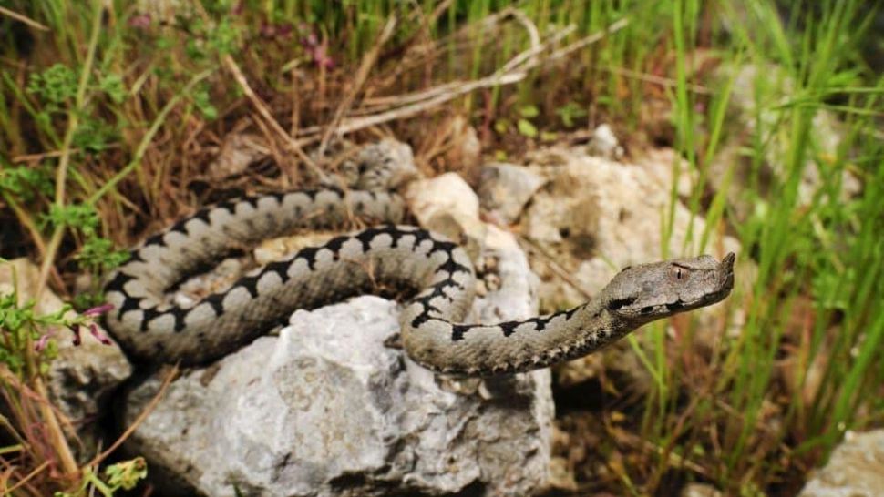 Copil de 4 ani, dus la spital, după ce a fost mușcat de o VIPERĂ: zonele unde își fac apariția șepii veninoși