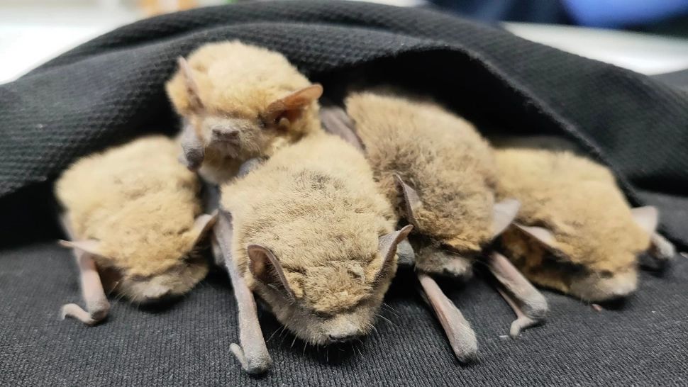 Sediul Poliţiei Ţăndărei, invadat de lilieci. Cui au cerut ajutor oamenii legii