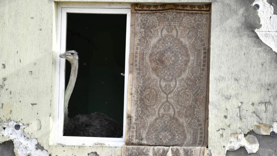 VIDEO INCREDIBIL! Struţ crescut într-un apartament, în Drobeta-Turnu Severin: Proprietarul, AMENDAT