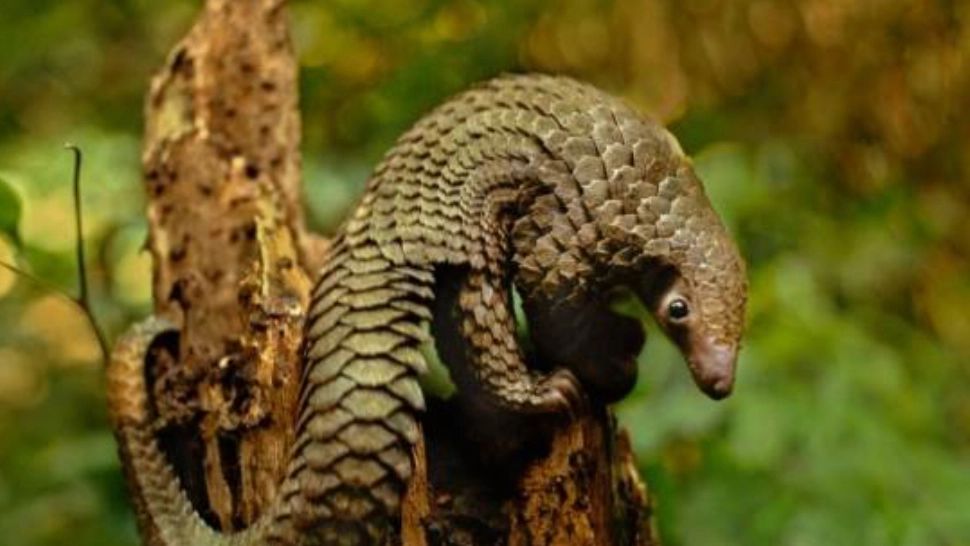 O nouă specie de pangolin, cea mai veche din Europa, a fost descoperită în România