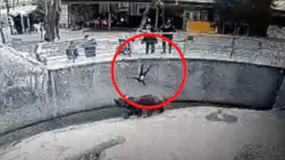 VIDEO | Caz halucinant la o grădină zoologică. O mamă și-a aruncat copilul în țarcul unui urs
