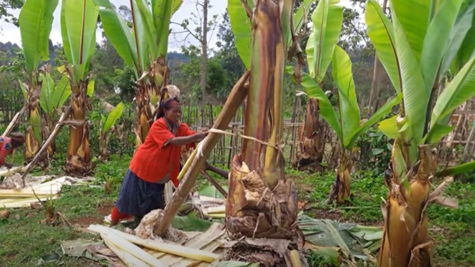 VIDEO Alimentul MINUNE din Etiopia: Ar putea SALVA vieți în fața schimbărilor climatice