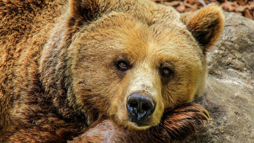 Ce faci dacă te întâlneşti cu ursul. Reguli esenţiale ca să scapi nevătămat din întâlnirea cu animalul