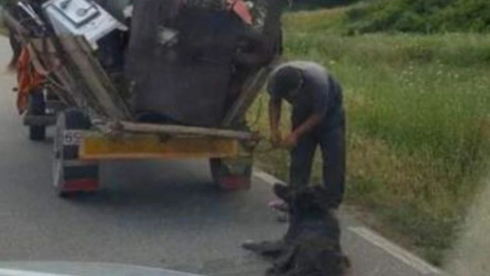 Un tânăr care a târât un câine după căruță până a murit, reținut de polițiști