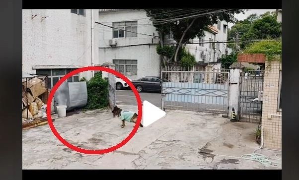 VIDEO – Câinele genial care a stins un incendiu cu furtunul – Imaginile au stârnit controverse pe internet