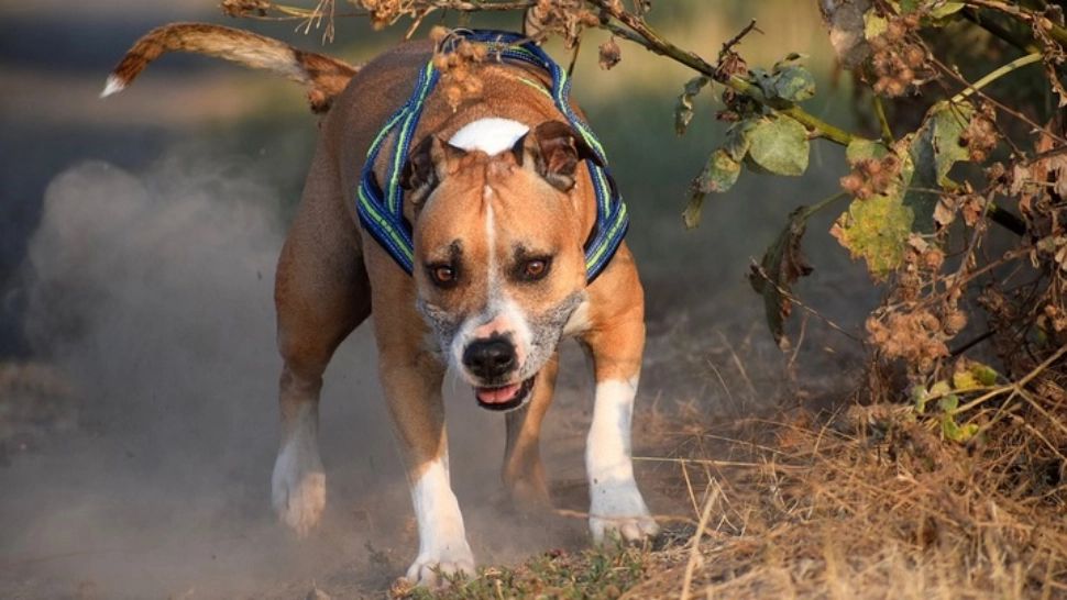 Închisoare cu executare pentru un bărbat din Galați care a omorât câinele vecinului