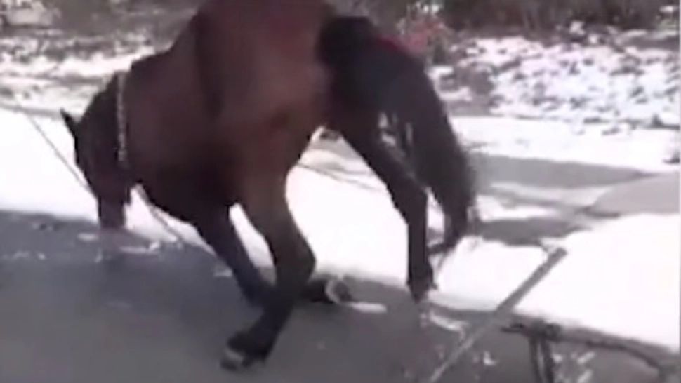 Imagini revoltătoare la Iași. Cal filmat când se chinuia să tragă două plăci de beton. Stăpânul s-a ales cu dosar penal