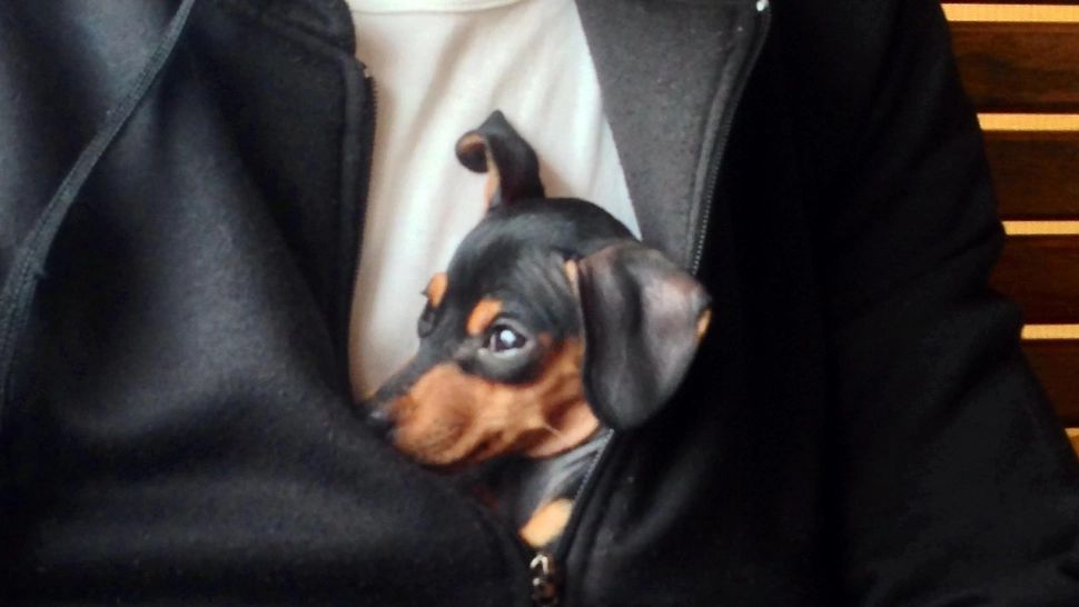  10 moduri prin care poți sărbători ziua de naștere a câinelui tău 