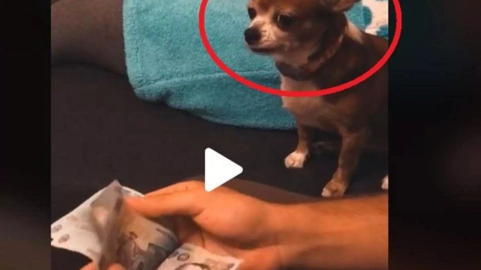 VIDEO – Reacția genială a unui cățel atunci când vede banii stăpânului