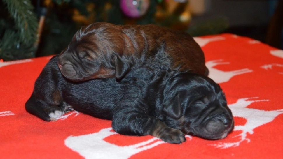 Ani de zile, femeia a crezut că are un câine. Nu i-a venit să creadă când a aflat ce monstru crescuse, de fapt, în casă - FOTO