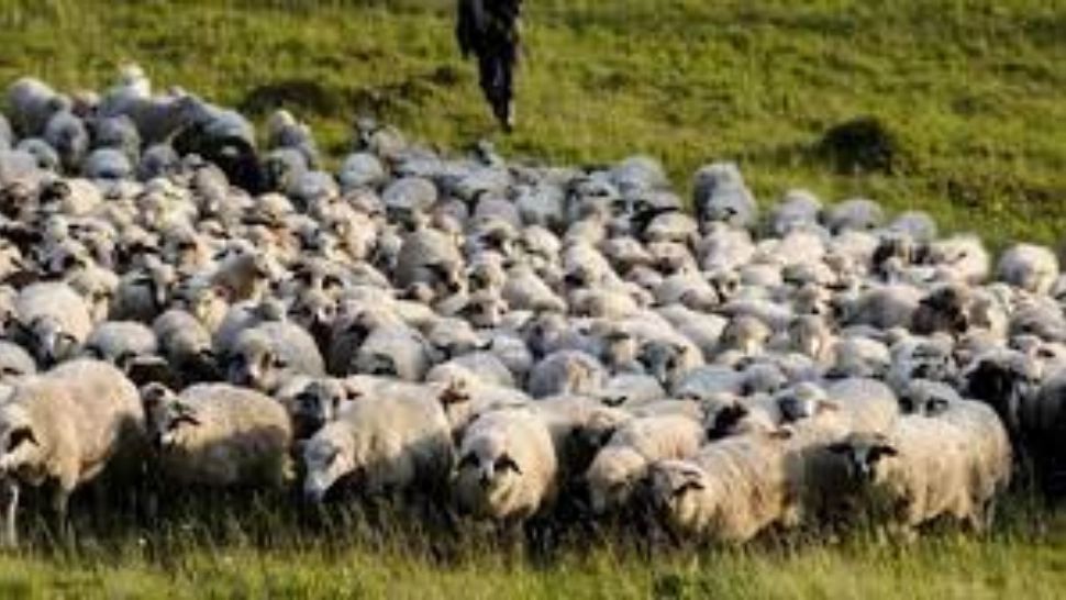 Idee inedită pentru promovarea vaccinării. Gestul unui cioban pentru a convinge oamenii să se imunizeze