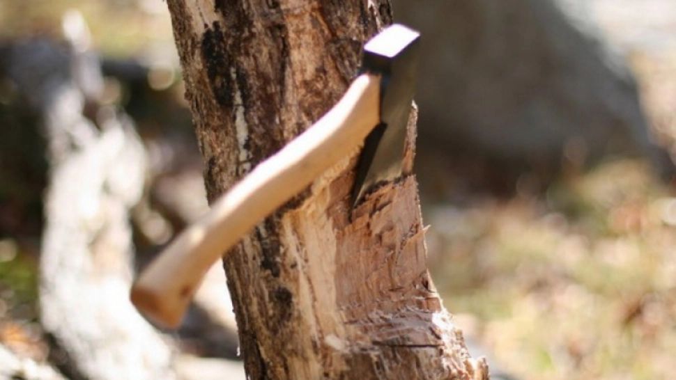 Când au tăiat copacul, le-a înghețat sângele în vene. Ce au găsit înăuntru i-a șocat