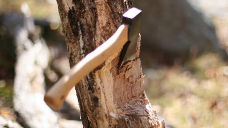 Răzbunarea naturii. Un bărbat a murit strivit de copacul pe care îl tăia