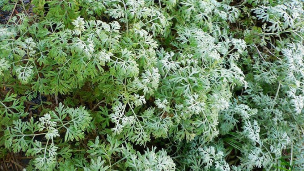 Planta din România care poate ucide 98% din celulele canceroase