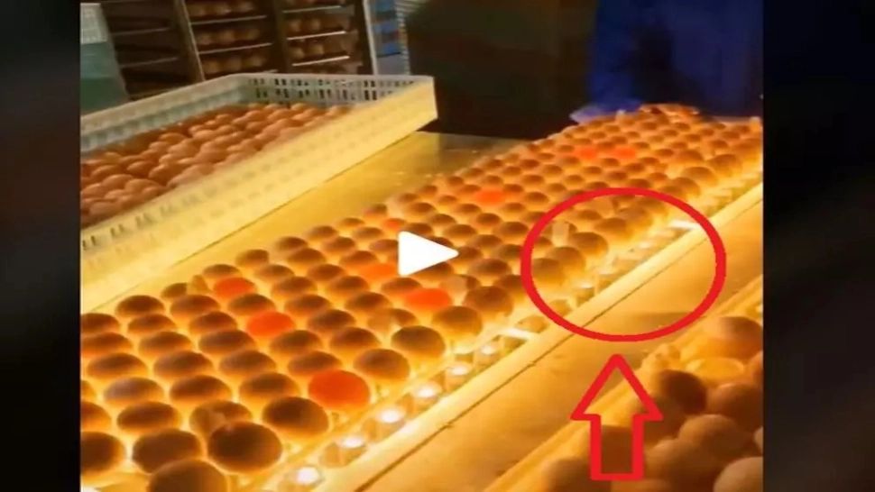 VIDEO – Imagini scăpate din fabrica de ouă – Procedura ciudată prin care sunt selectate