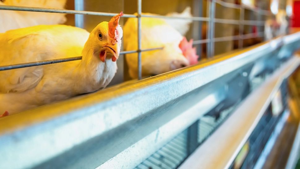 Bani de la Guvern pentru fermieri. Cât ar putea primi crescătorii de animale