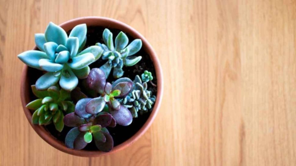 Ce se întâmplă dacă uzi florile cu suc acidulat. Trucul de care te vei folosi de acum înainte