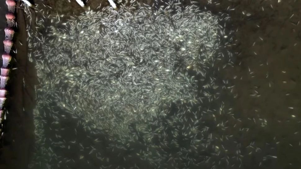 VIDEO | Vreme apocaliptică în țara vacanțelor de vară. Mor peștii de frig în Grecia