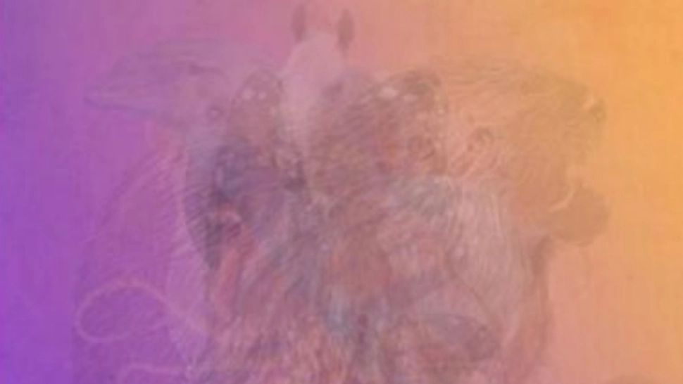 Această iluzie optică ascunde 6 animale. Soluția pe care numai geniile o găsesc! - FOTO