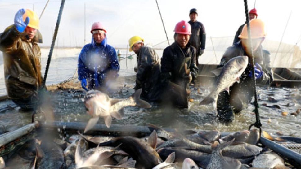 Cercetători chinezi au reuşit să crească peşti fără oase intramusculare