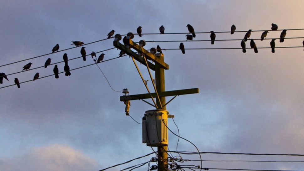 Filmul lui Hitchcock devine realitate! Ciorile au invadat un oraș din California. Localnicii încearcă sa le alunge cu efecte laser