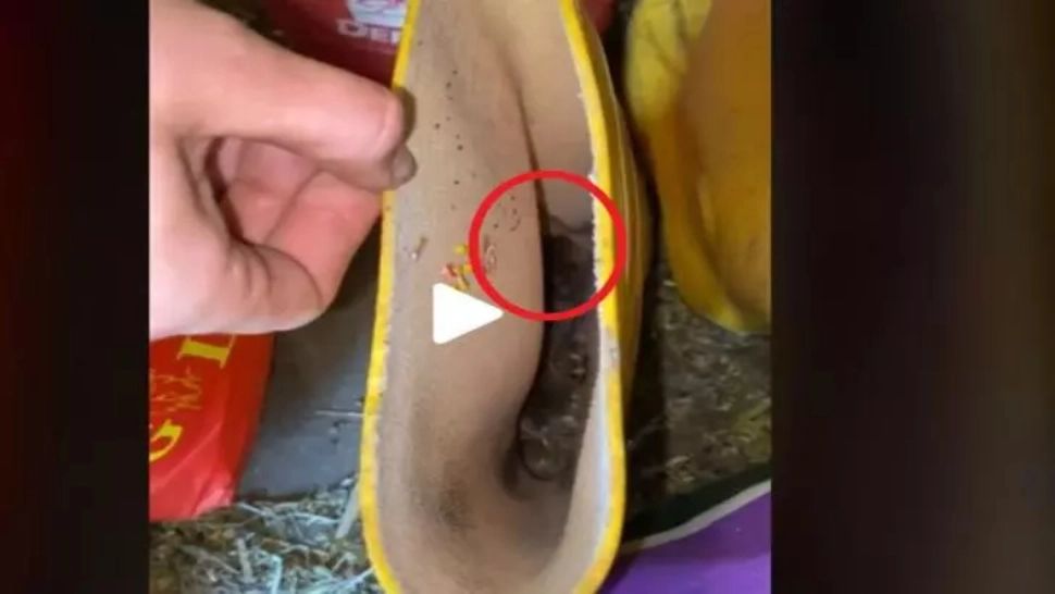 VIDEO – A vrut să-și pună cizmele de ploaie, însă s-a îngrozit când a văzut ce e înăuntru