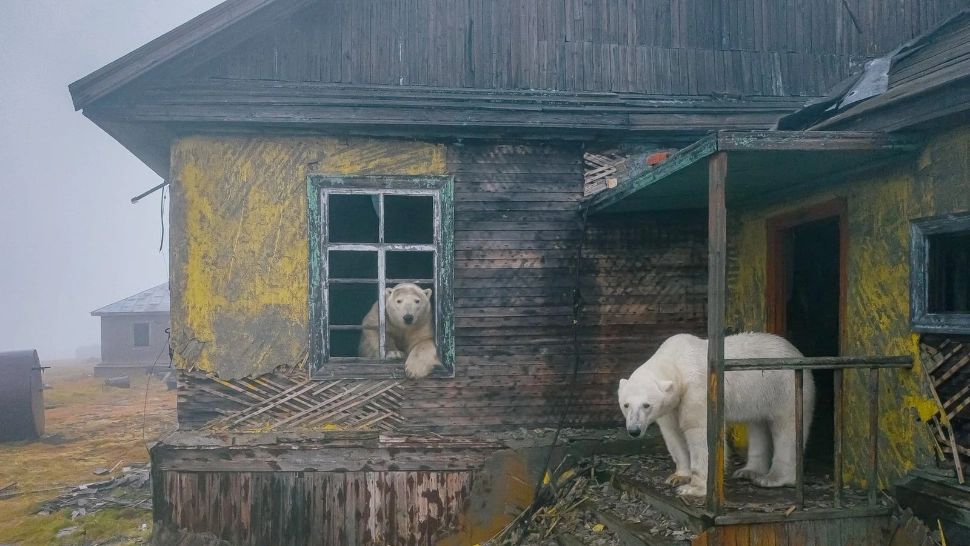 VIDEO | În Rusia, o stație meteo abandonată a devenit casă pentru mai mulți urși polari. Imaginile sunt desprinse din povești 