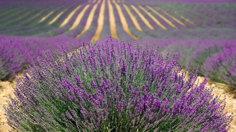 Trei plante naturale care te scapă de alergii. Lavanda calmează iritațiile de pe piele și reduce inflamația căilor respiratorii