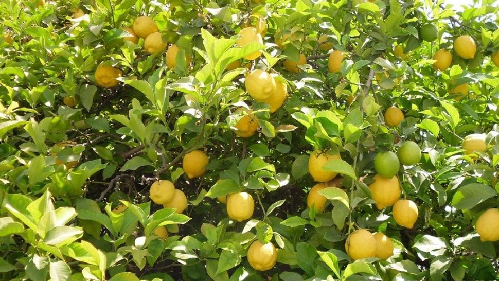 Ce alimente te fac să arăți mai tânăr. Acestea se găsesc în frigiderul celor mai mulți români 