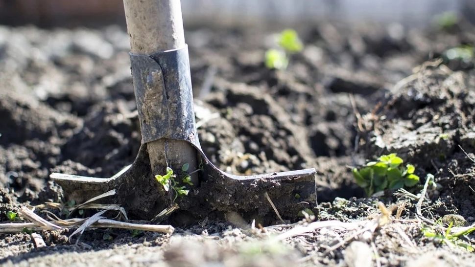 Legumicultorii vor putea primi până la 4.000 de euro - în ce condiții se acordă sprijinul financiar