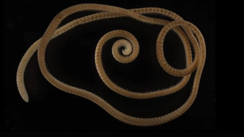 A fost descoperită creatura cu 1306 picioare.  A fost găsită la 60 de metri sub pământ, într-o regiune minieră