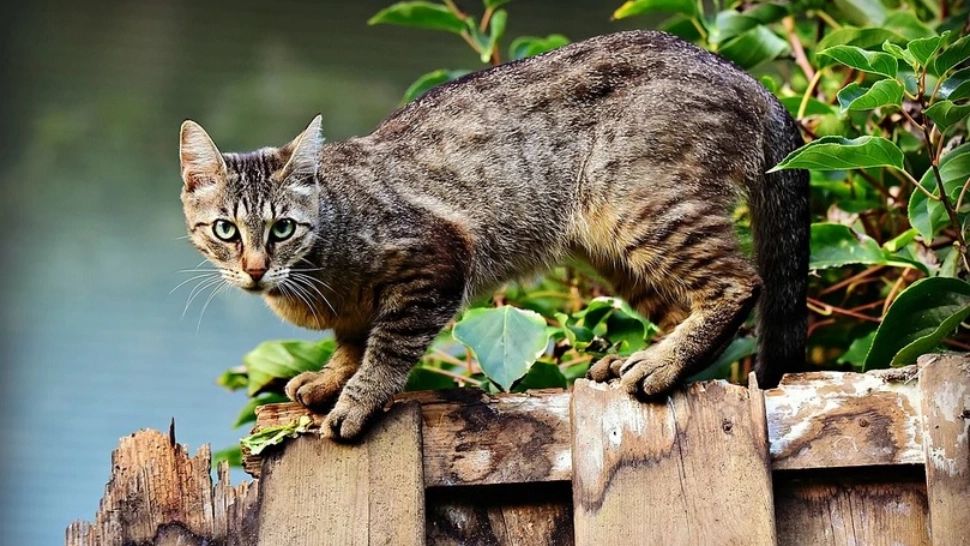 Surpriză uriașă în fața ușii, după ce motanul vecinului i-a "sedus" pisica - FOTO