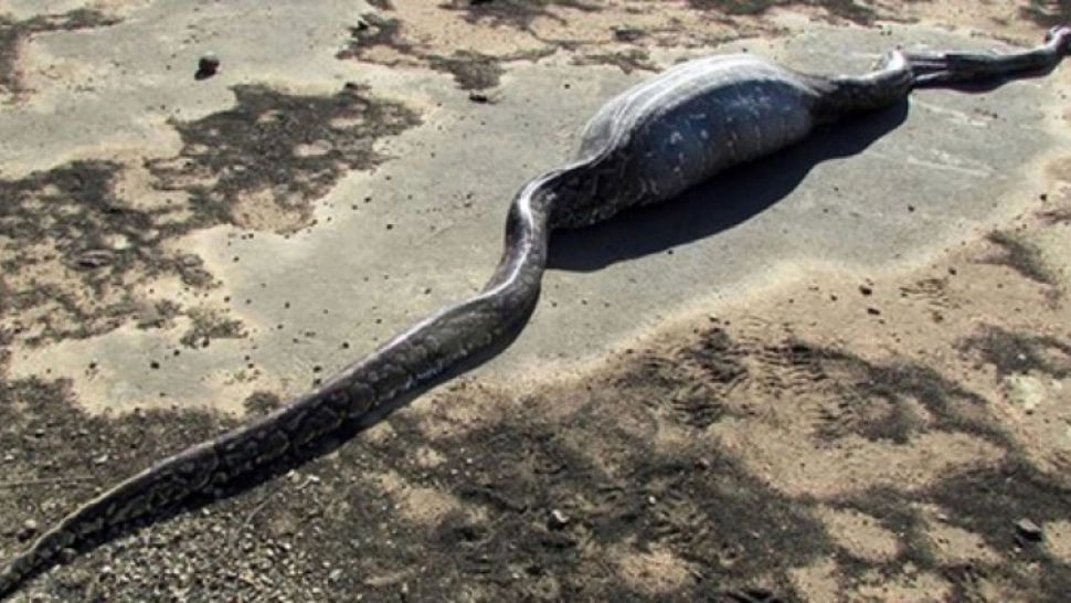 Acest piton credea că a dat de prada perfectă. După ce a înghiţit-o, a regretat amarnic - FOTO