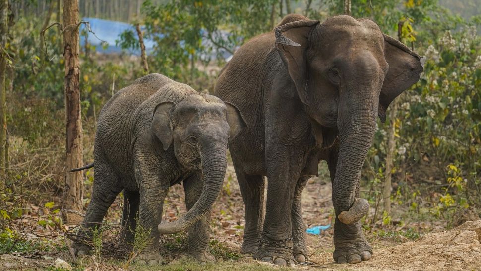 Momente de panică într-un parc ZOO din Bangladesh! O turmă de elefanți sălbatici a doborât un zid de beton şi a pătruns înăuntru