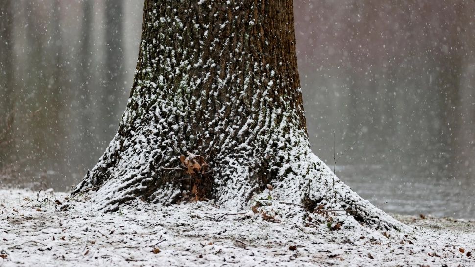 Vreme SCHIMBĂTOARE în următoarele două săptămâni, cu precipitații slabe și maxime între 4 și 9 grade Clesius: prognoza pe regiuni