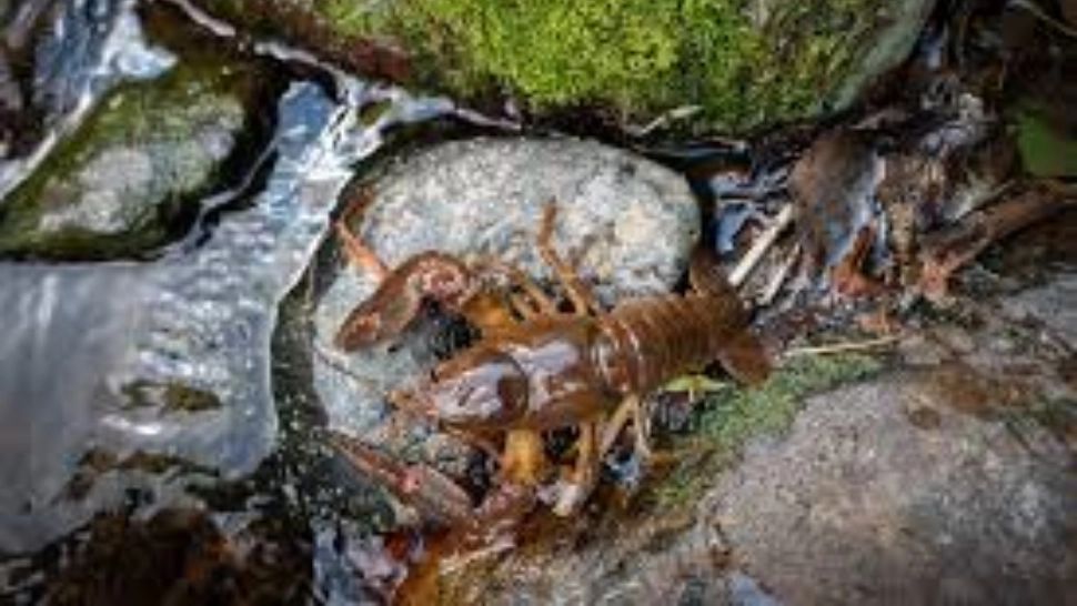 2 români, prinși în Ungaria, cu un transport ilegal de RACI DE BALTĂ, destinați Italiei